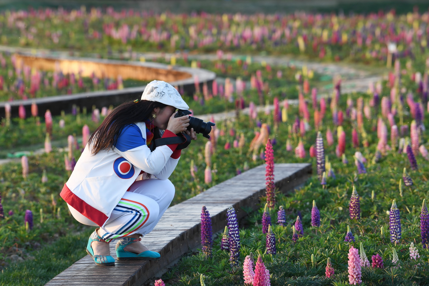 在安徽省亳州市华佗百草园景区,一名摄影爱好者拍摄盛开的鲁冰花.