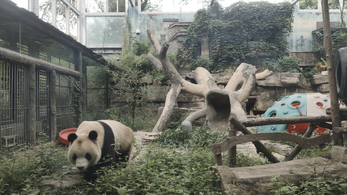 北京动物园回应大熊猫蹭“秃”头顶：专家正在会诊
