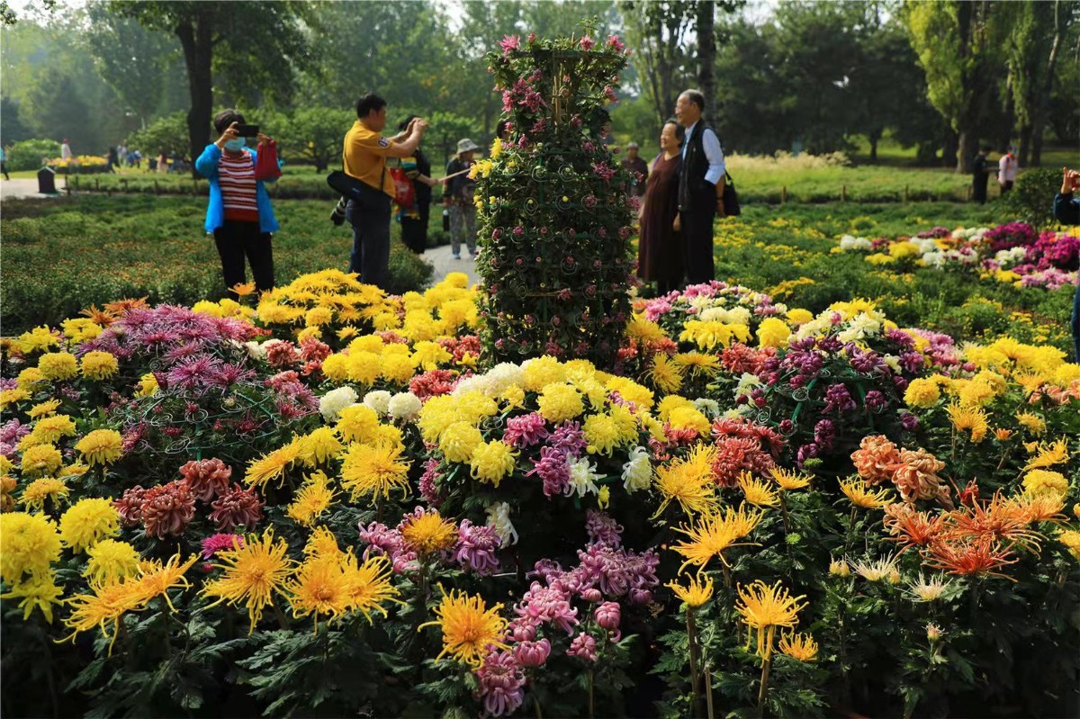 北京植物园市花展展出花卉30万株 菊花月季是主角-千龙网·中国首都网
