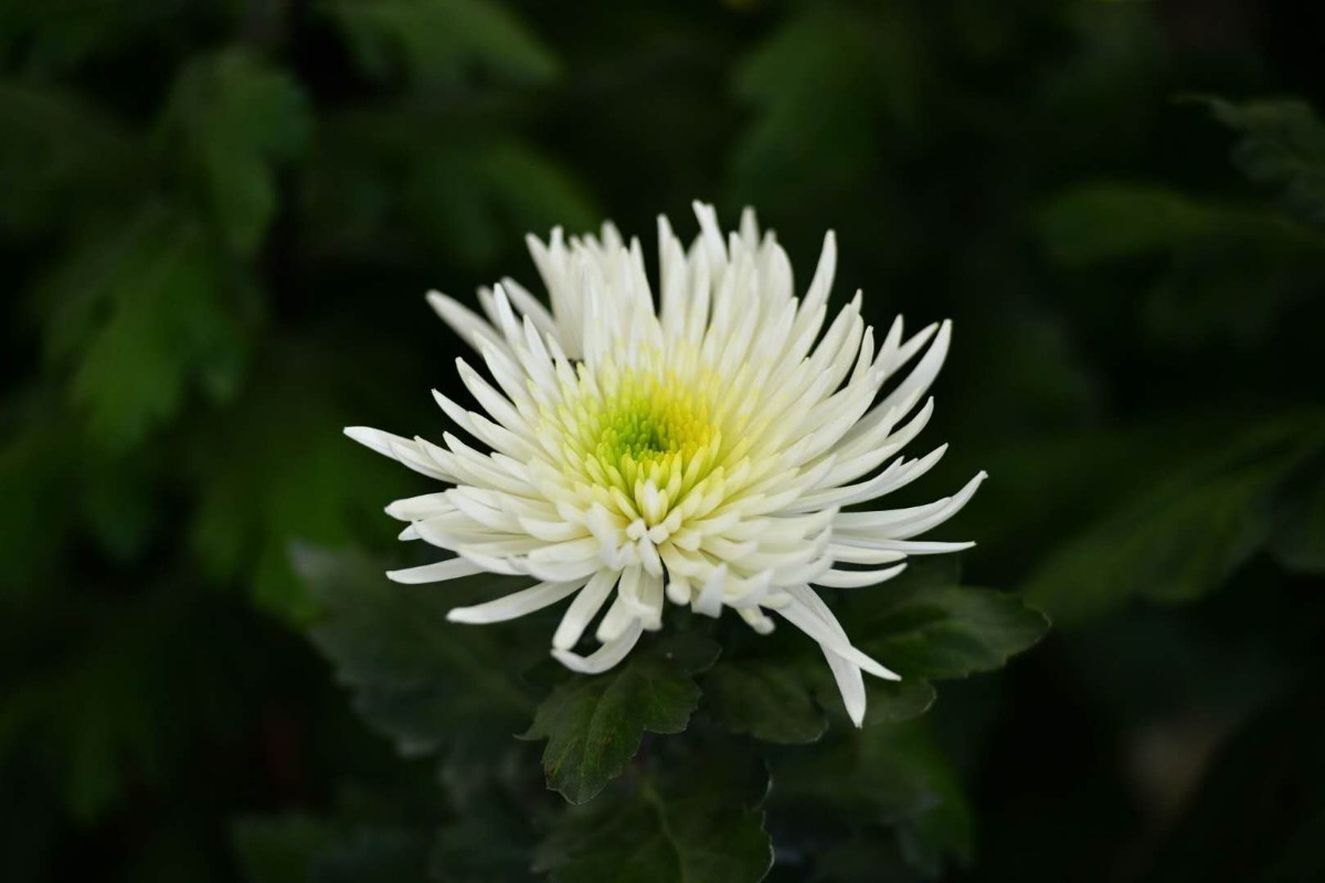 美丽的悼念白菊花花束摄影图AI图片免费下载_png格式_928像素_编号69275018-千图网