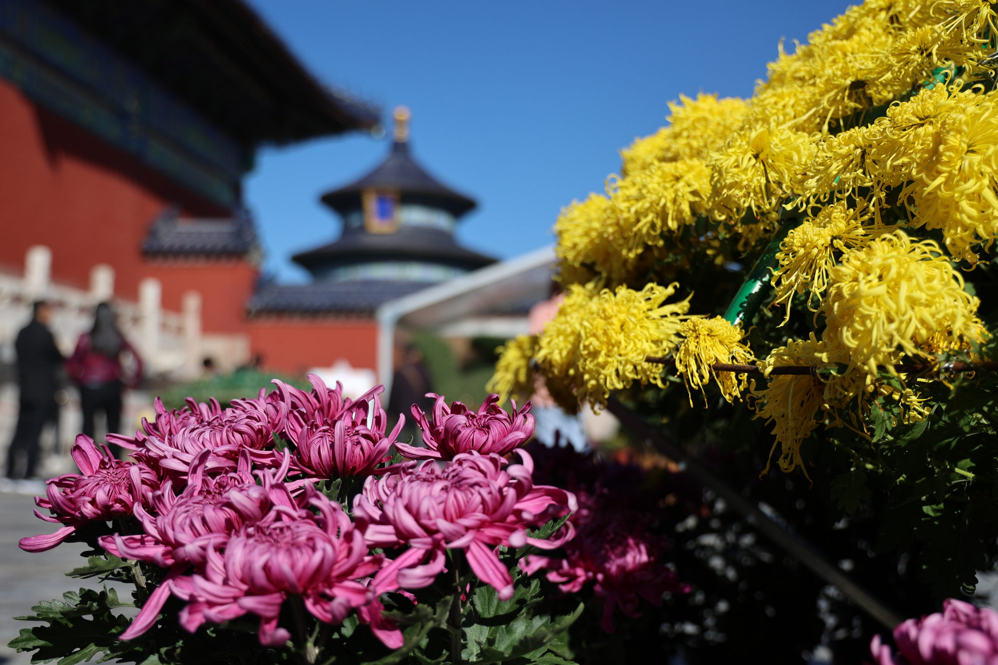 北京植物园全面开启“深秋模式”，彩叶可赏至本月上旬-中国植物园联盟