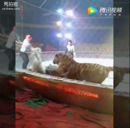 杭州蓝狮子文化创意股份有限公司nlp沟通术（蓝狮子经理人01_非洲狮子犬猎杀狮子视频_马戏团狮子