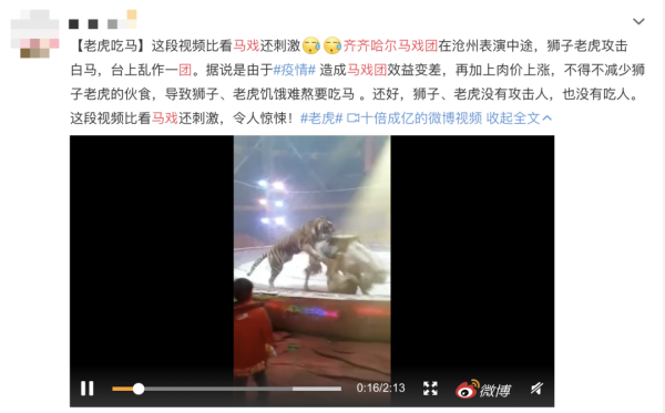 非洲狮子犬猎杀狮子视频_杭州蓝狮子文化创意股份有限公司nlp沟通术（蓝狮子经理人01_马戏团狮子