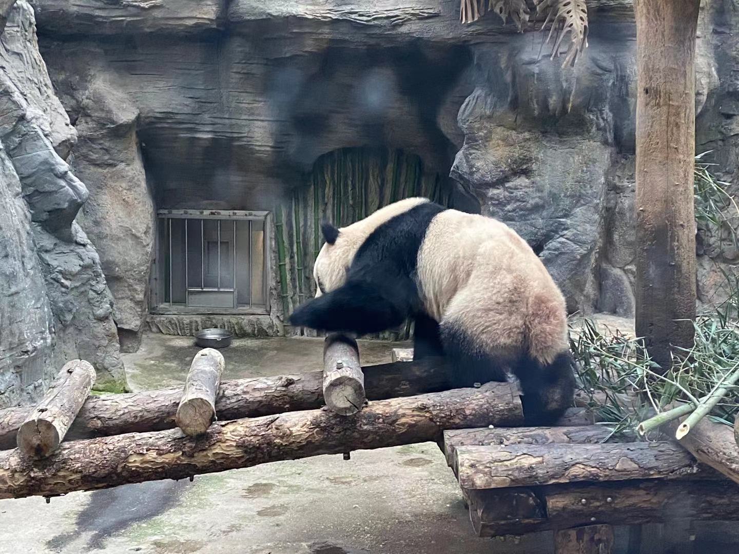 北京动物园熊猫双胞胎“萌宝”、“萌玉”上树玩耍憨态可掬-社会-新闻-映象网