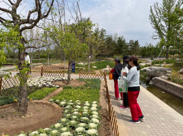 北京温榆河公园建成首个观光型菜园 京报网