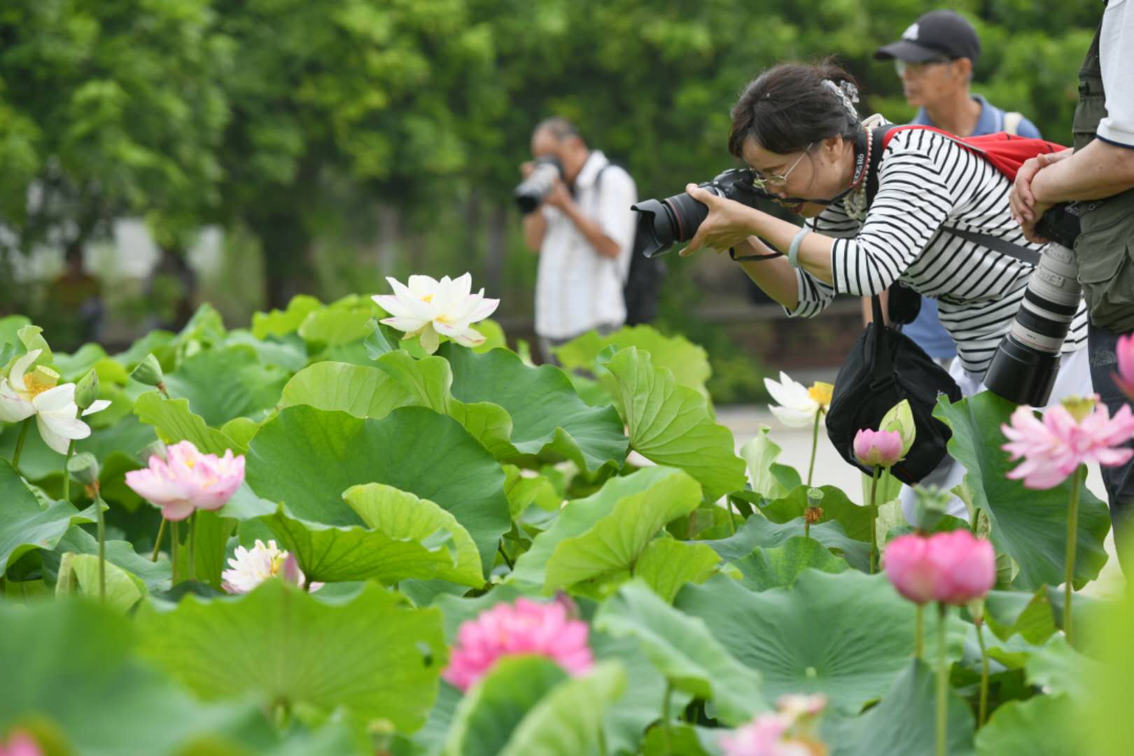 荷你同行——江城十大经典赏荷线路Enjoy Your Stay in Wuhan with the Lotus — Top Ten Lotus ...