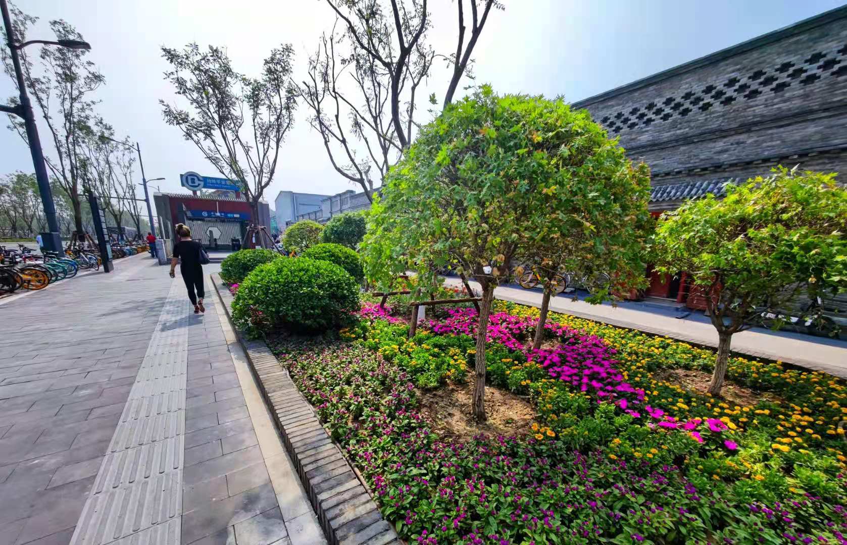 花坛簇拥，平安大街变美了！西城段3.5公里中央绿化带建成_京报网