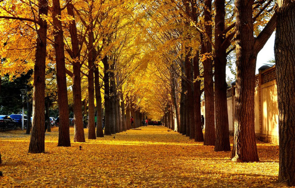 跟着打卡！“叶落的季节—漫步北京”14条赏银杏品文化线路来了
