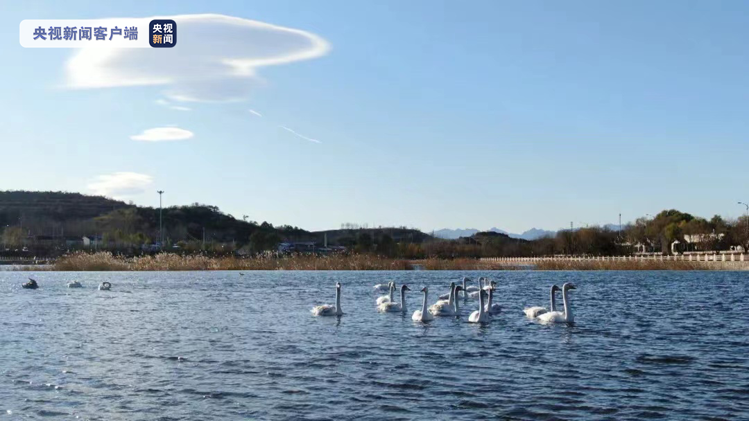 候鸟迁徙季 北京密云清水河畔又迎来了18只大天鹅